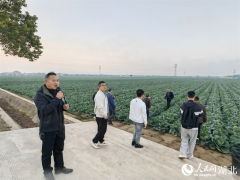 前我们90%以上的越冬甘蓝种子依赖进口？”刘朝